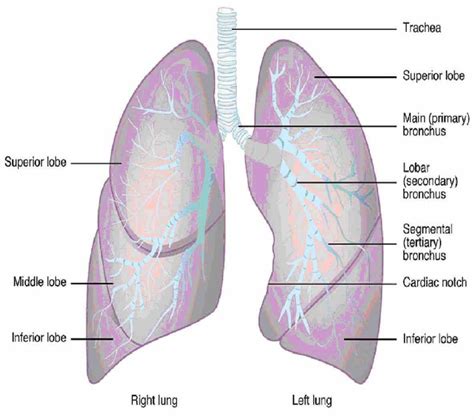Two Bronchi One Bronchus Branching Into Each Lung Lungs And Bronchioles