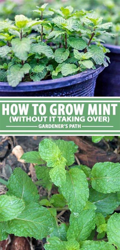 How To Grow And Care For Mint Plants Gardeners Path Growing Mint