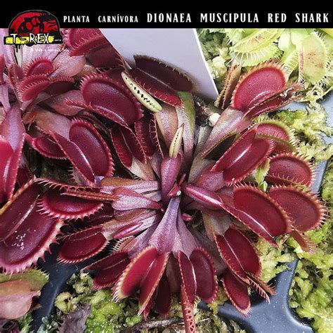 Mudas De Plantas Carnívoras Dioneias Red