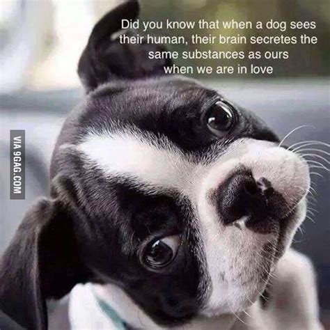 For The Dog Lovers 9gag