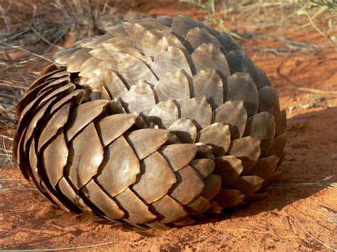 African Pangolin Facts And Why Theyre So Hard To Spot African Safari Consultants