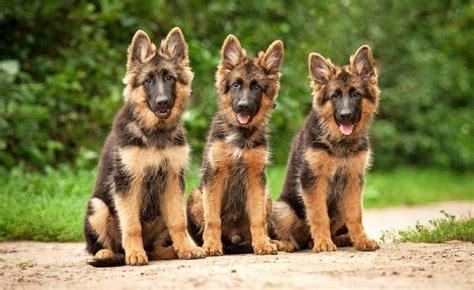 Do German Shepherd Puppies Change Colors German Shepherd Country