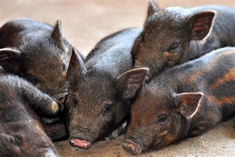 Pig Pile Mandy Preston Flickr