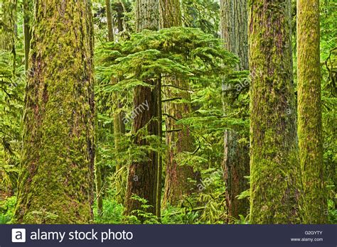 Young Tree Amidst Ancient Trees In Old Growth Temperate Rain Forest