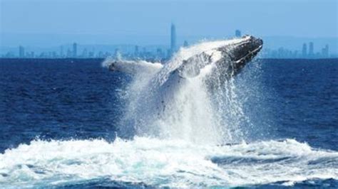 From Whaling To Watching And How The Gold Coast Recovered