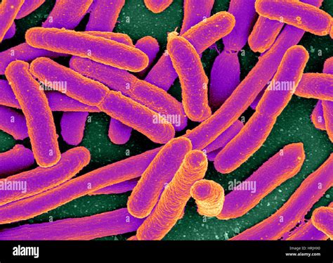 Escherichia Coli Bacteria Sem Stock Photo Alamy
