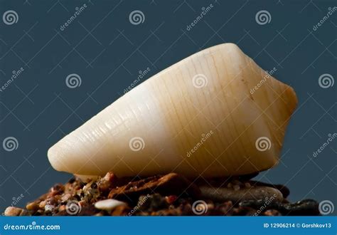 Seashell Of The Red Sea Stock Photo Image Of Assorted 12906214