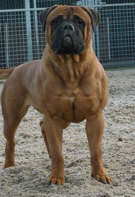 Large Dog Breeds Dog Breeds Bull Mastiff Dogs