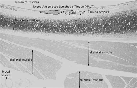 Hls Connective Tissue Lamina Propria Loose Connective Tissue Med