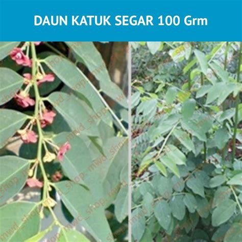 Jual Daun Katuk 100gr Shopee Indonesia