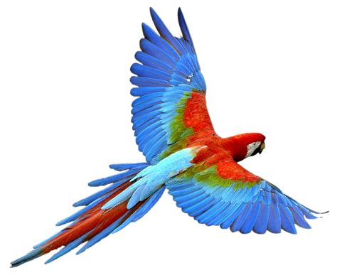Flying Parrot Png Transparent Image Png Mart