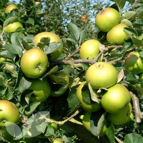 Fruit Trees Home Gardening Apple Cherry Pear Plum Online Fruit Trees