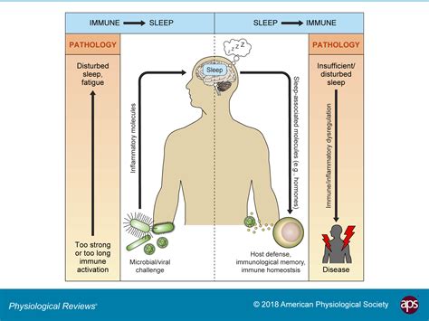 The Sleep Immune Crosstalk In Health And Disease Physiological