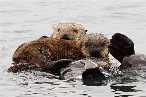 Report On Expert Opinion Confirms Southern Sea Otter Remains Threatened