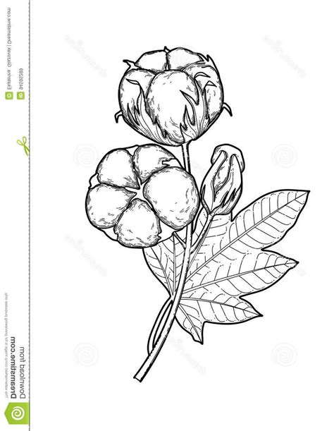 Cotton Plant Drawing At Explore Collection Of