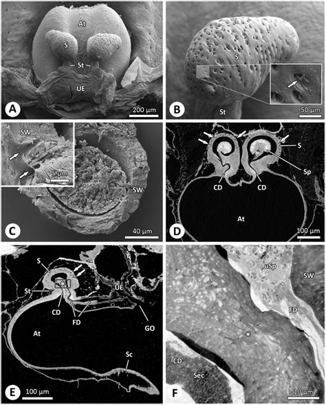 The Sperm Storage Organs Of Argiope Bruennichi Females A Dorsal View