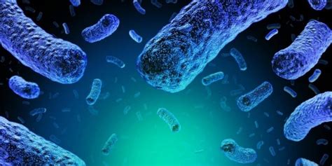 Microbial Top Facts Listeria Monocytogenes Biolabtests