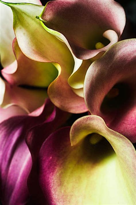 Cala Lillys Romantic And Nostalgic All In One Stunning Calla