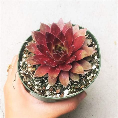 Check spelling or type a new query. Sempervivum Red Lion | Sempervivum, Red succulents ...