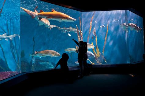 Maritime Aquarium Receives Prestigious Aza Accreditation Norwalk Ct