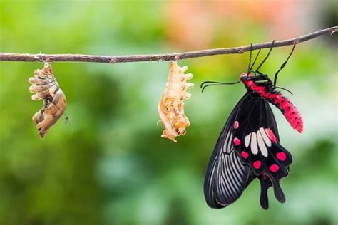 Common Rose Pachliopta Aristolochiae Butterfly Life Cycle — Stock