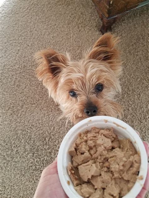 Finding the right dog food can take time, energy, and patience. Frugal Shopping and More: Blue Buffalo Healthy Starts Wet ...