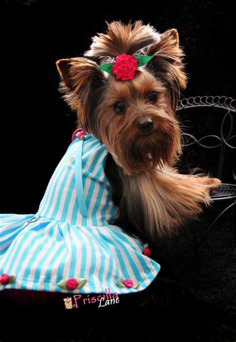 Priscillas Birthday Dress Teacup Yorkie Yorkie Lovers Yorkie Moms