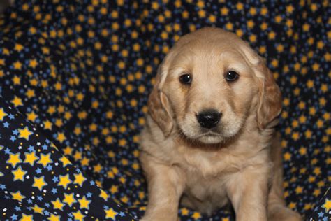 Golden Retriever Puppies For Sale In Gordonville Pennsylvania