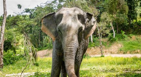 The First True Elephant Sanctuary In Phuket Pioneering Ethical Elephant