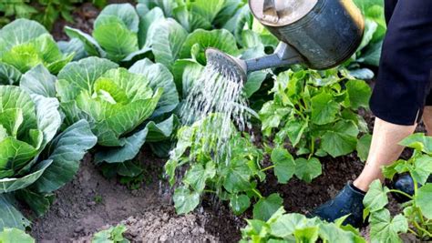 Watering Your Vegetable Garden The Right Way