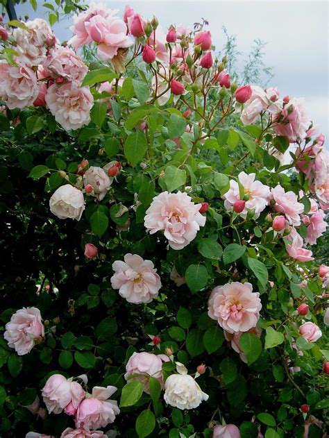 Rose Rosa Albertine In The Roses Database