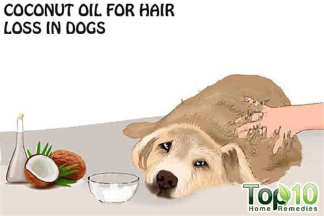 Dog Hair Loss Home Remedies Hairstyle Guides