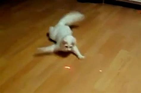 Crazy Crab Cat Chasing Laser Pointer Video