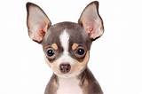 Children's clothes, old furniture, electronics, and appliances are all great items to sell on craigslist. Chihuahua Puppies For Sale Near Me | Top Dog Information