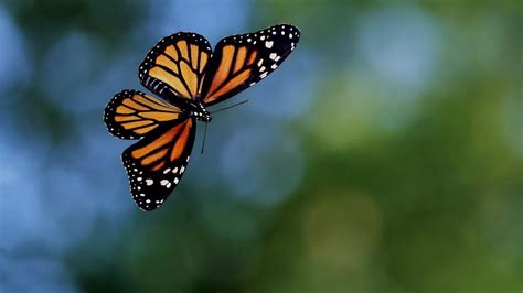 Butterfly Flying Wallpapers Wallpaper Cave