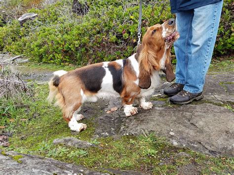 Long Haired Basset Hound I Never Knew — Just Dogs With Sherri