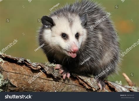 Angry Young Possum Stock Photo 230724121 Shutterstock