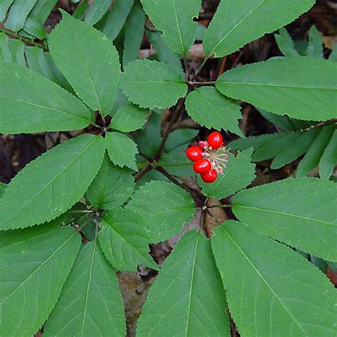 American Ginseng Seeds Panax Quinquefolius 5 Rare Medicinal Herb