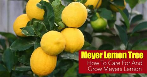 Meyer Lemon Tree Care How To Grow Meyers Lemon In 2020 Meyer Lemon