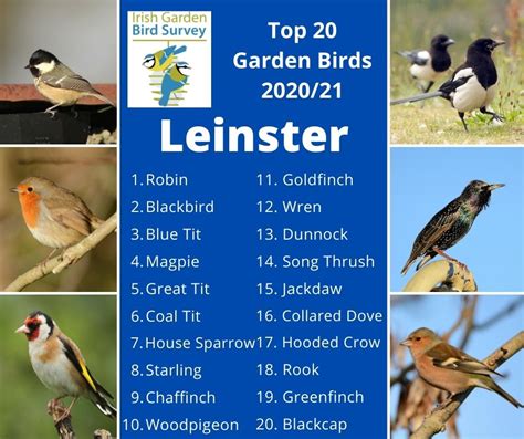 Garden Birds In The Four Corners Of Ireland Birdwatch Ireland