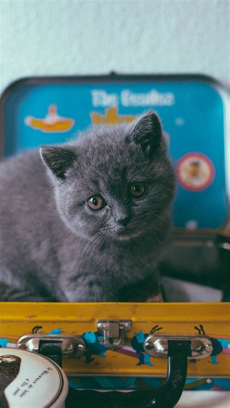 Download Wallpaper Kitten Cat Suitcase Cute Wallpapertip