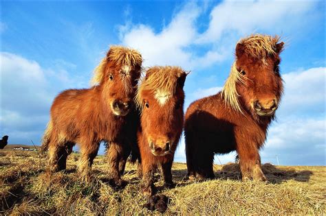 Adventures On The Edge Of Britain Highlights Of Shetland Lonely Planet