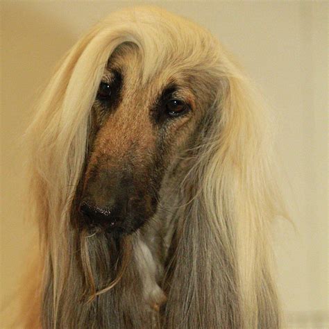 Saluki Borzoi Most Beautiful Dogs Afghan Hound Dog Videos Old Dogs