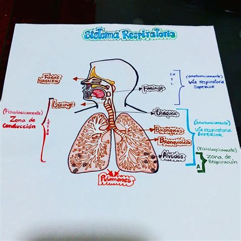 Mapa Mental De Sistema Respiratório BRAINSTACK