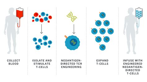 Genentech Advances In The Cancer Immunity Cycle