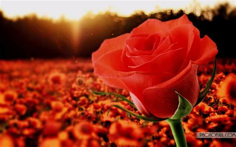 Beautiful Rose Wallpapers Hd 62 Images