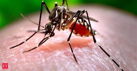 Karnataka Zika Virus Case Zika Virus First Case Reported In Karnataka