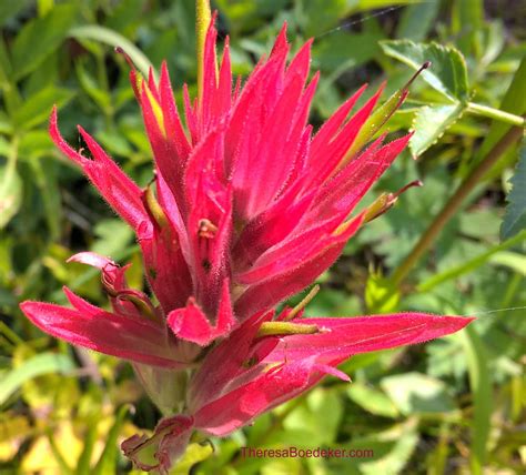 The Life of Experience and Changing Perspectives - Theresa Boedeker