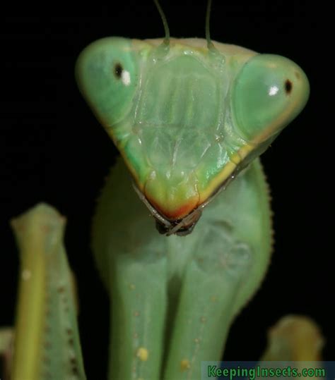 General Description Of A Praying Mantis Keeping Insects