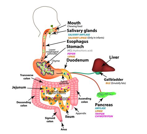 The Digestive System And Its Arthropoda Phylum Digest